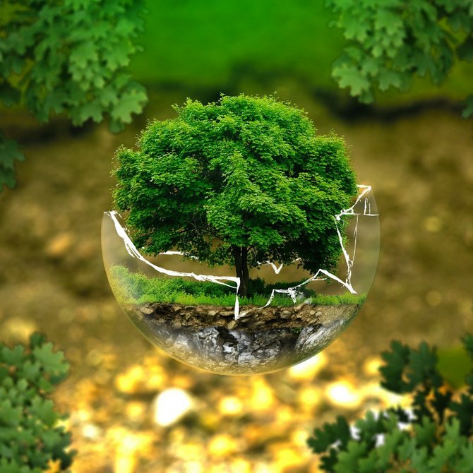 Das Bild zeigt einen Baum in einer zerbrochenen Glaskugel.